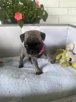 Petunia, a female Pug for sale in Maple Park, IL – 3 of 3