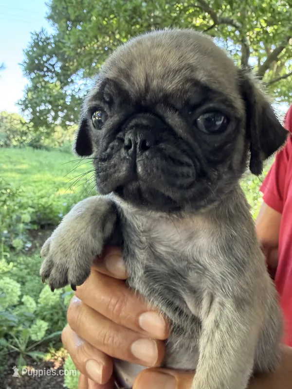 Otis – Pug puppy for sale in Maple Park, IL