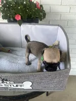 Gus, a male Pug for sale in Maple Park, IL – 2 of 4