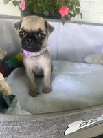 Biscuit, a female Pug for sale in Maple Park, IL – 4 of 4