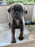 Pluto , a male Pug for sale in Maple Park, IL – 2 of 4