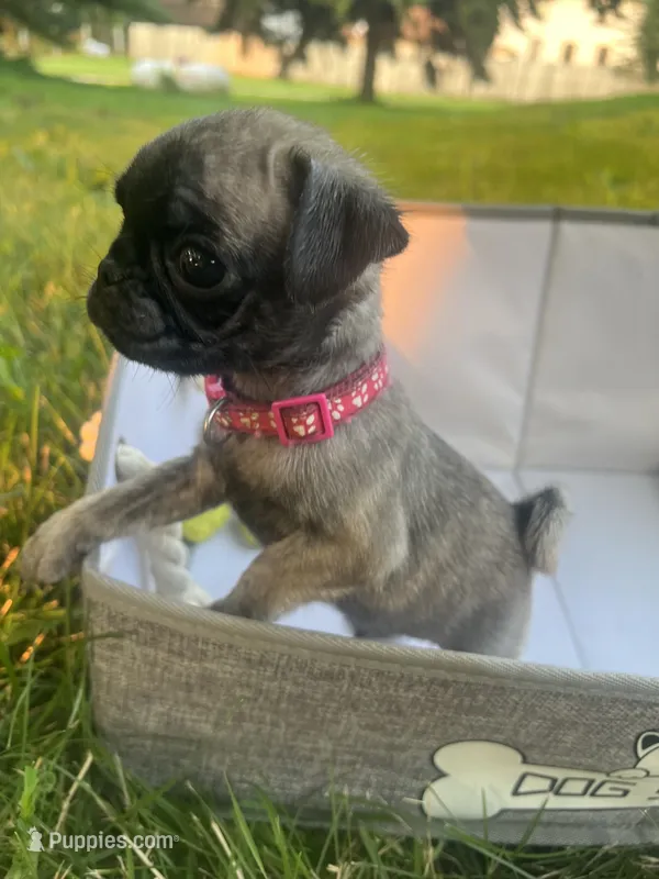 Petunia – Pug puppy for sale in Maple Park, IL