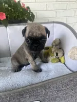 Otis, a male Pug for sale in Maple Park, IL – 2 of 4