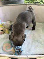 Steel, a male Pug for sale in Maple Park, IL – 3 of 3