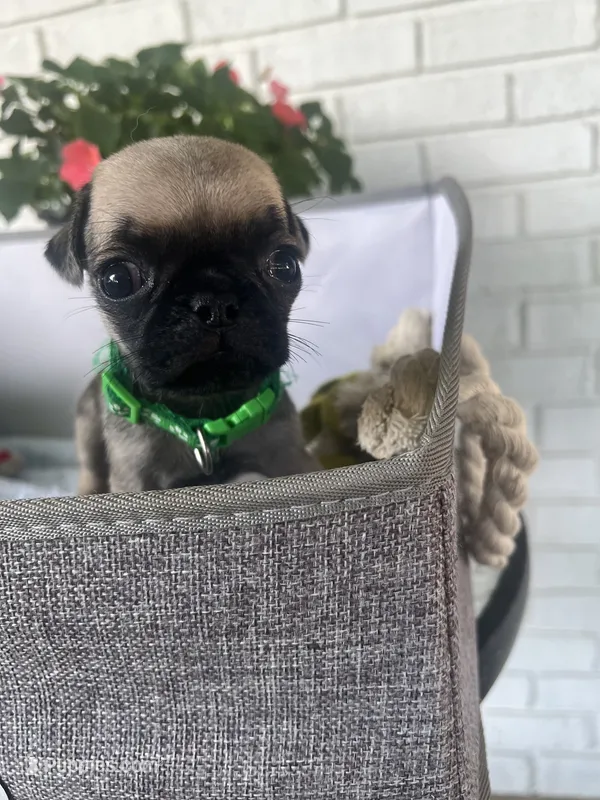 Gus – Pug puppy for sale in Maple Park, IL