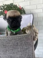 Gus, a male Pug for sale in Maple Park, IL – 1 of 4