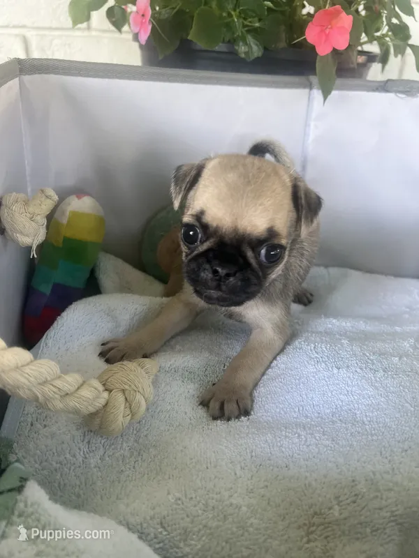 Biscuit – Pug puppy for sale in Maple Park, IL