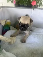 Biscuit, a female Pug for sale in Maple Park, IL – 2 of 4