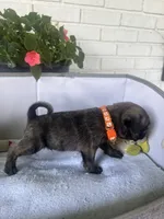 Frank, a male Pug for sale in Maple Park, IL – 3 of 3