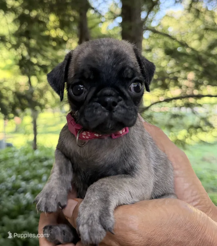 Petunia – Pug puppy for sale in Maple Park, IL
