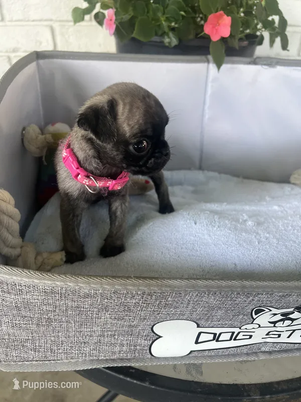 Petunia – Pug puppy for sale in Maple Park, IL