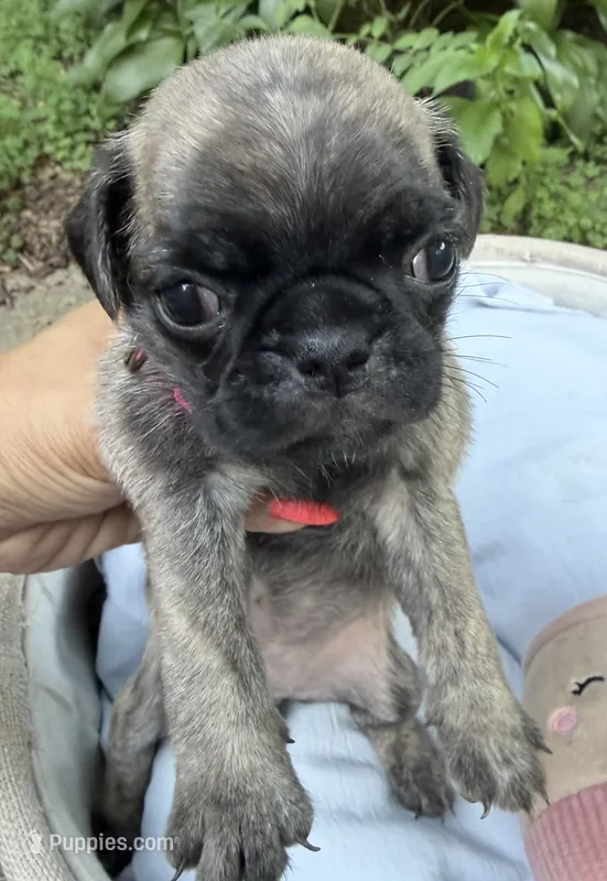 Pink – Pug puppy for sale in Maple Park, IL
