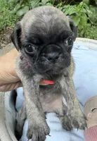 Pink, a female Pug for sale in Maple Park, IL – 1 of 3
