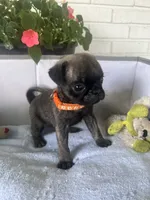 Frank, a male Pug for sale in Maple Park, IL – 2 of 3
