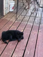 Charlie, a female German Shepherd Dog for sale in Middletown, CA – 6 of 6