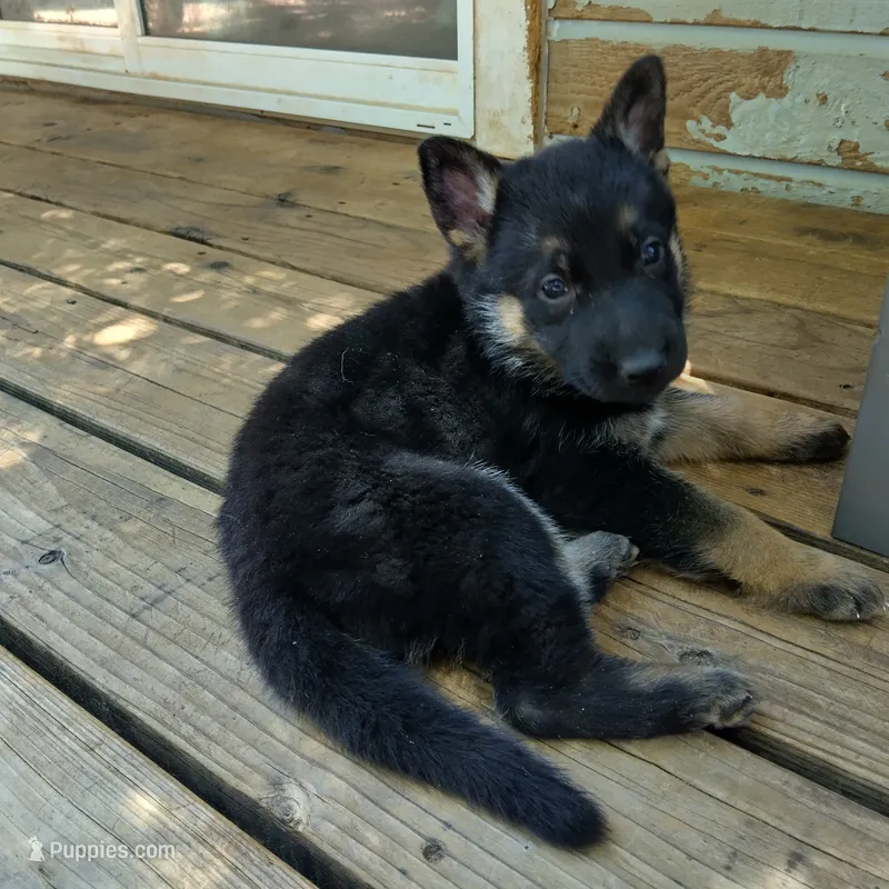 Franky – German Shepherd Dog puppy for sale in Middletown, CA