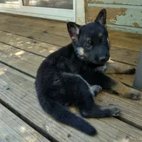 Franky, a male German Shepherd Dog for sale in Middletown, CA – 1 of 4