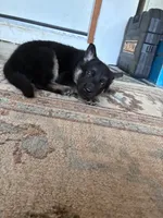 Charlie, a female German Shepherd Dog for sale in Middletown, CA – 4 of 6