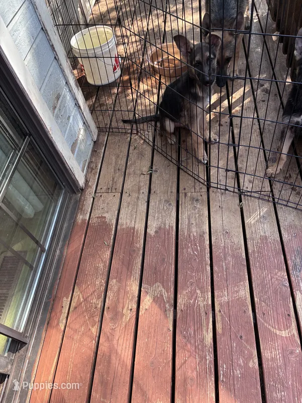 Lucas – German Shepherd Dog puppy for sale in Middletown, CA