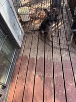 Lucas, a male German Shepherd Dog for sale in Middletown, CA – 1 of 2