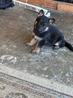 Franky, a male German Shepherd Dog for sale in Middletown, CA – 2 of 4