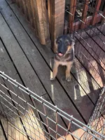Lucas, a male German Shepherd Dog for sale in Middletown, CA – 2 of 2