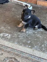 Franky, a male German Shepherd Dog for sale in Middletown, CA – 4 of 4