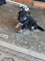 Charlie, a female German Shepherd Dog for sale in Middletown, CA – 3 of 6
