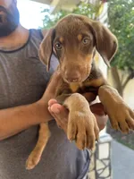 Brown, a male Doberman Pinscher for sale in Whittier, CA – 2 of 2