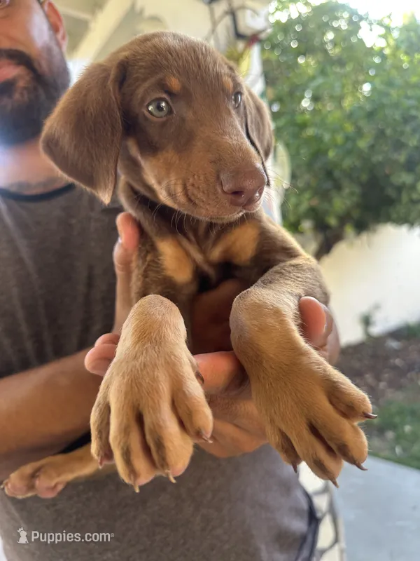 Brown – Doberman Pinscher puppy for sale in Whittier, CA