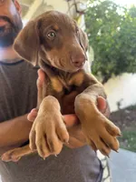 Brown, a male Doberman Pinscher for sale in Whittier, CA – 1 of 2