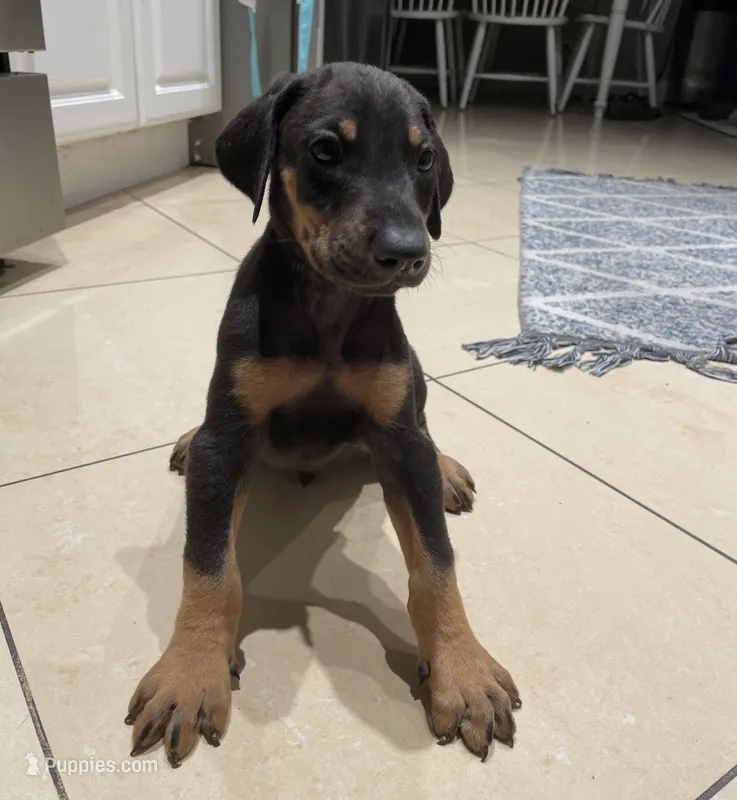 Black  – Doberman Pinscher puppy for sale in Whittier, CA