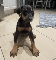 Black , a female Doberman Pinscher for sale in Whittier, CA – 1 of 2