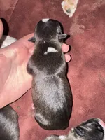 #1, a female Boston Terrier for sale in Tucson, AZ – 2 of 2
