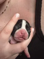 #4, a male Boston Terrier for sale in Tucson, AZ – 1 of 2