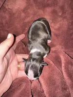 #2, a male Boston Terrier for sale in Tucson, AZ – 2 of 2