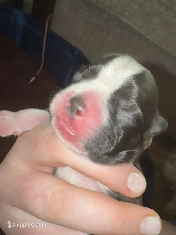 #3 – Boston Terrier puppy for sale in Tucson, AZ