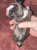 #3, a female Boston Terrier for sale in Tucson, AZ – 2 of 2