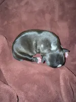 #4, a male Boston Terrier for sale in Tucson, AZ – 2 of 2