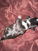 #5, a female Boston Terrier for sale in Tucson, AZ – 2 of 2