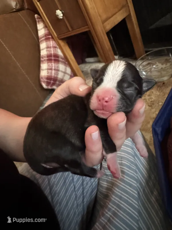 #2 – Boston Terrier puppy for sale in Tucson, AZ