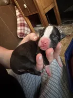 #2, a male Boston Terrier for sale in Tucson, AZ – 1 of 2