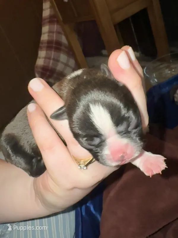 #1 – Boston Terrier puppy for sale in Tucson, AZ