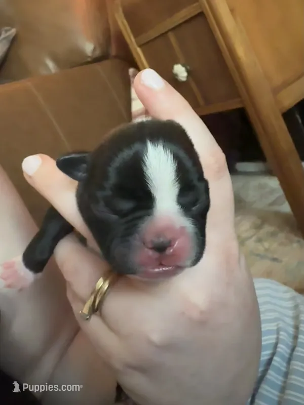 #5 – Boston Terrier puppy for sale in Tucson, AZ