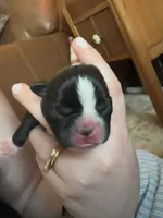 #5, a female Boston Terrier for sale in Tucson, AZ – 1 of 2