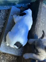 French Girl#2, a female French Bulldog for sale in Whitwell, TN – 2 of 3