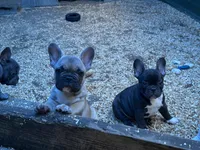 French Boy#1, a male French Bulldog for sale in Whitwell, TN – 3 of 3