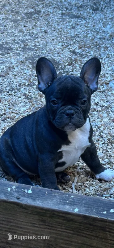 French Girl#1 – French Bulldog puppy for sale in Whitwell, TN