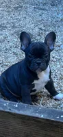 French Girl#1, a female French Bulldog for sale in Whitwell, TN – 1 of 3
