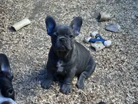 French Girl #3, a female French Bulldog for sale in Whitwell, TN – 3 of 3